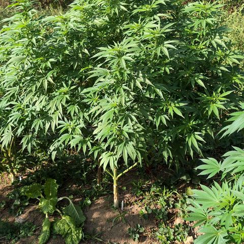 Critical growlog timeline photo