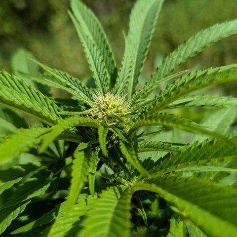Critical growlog timeline photo