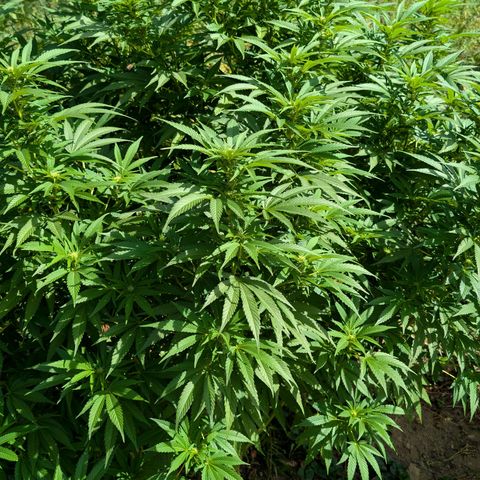 Critical growlog timeline photo