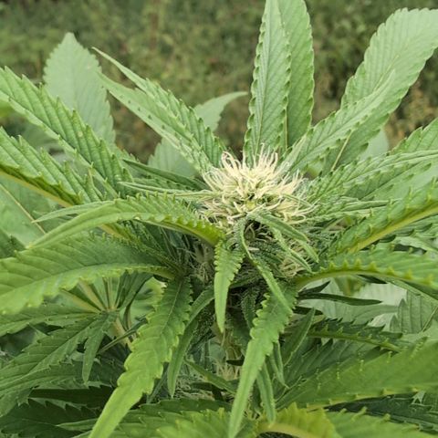 Critical growlog timeline photo