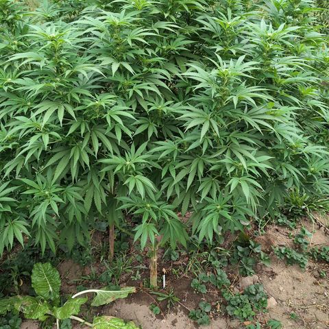 Critical growlog timeline photo