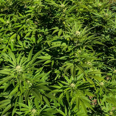 Critical growlog timeline photo