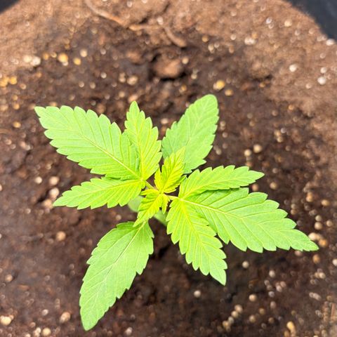 Special Kush 1 growlog photo: Wird langsam