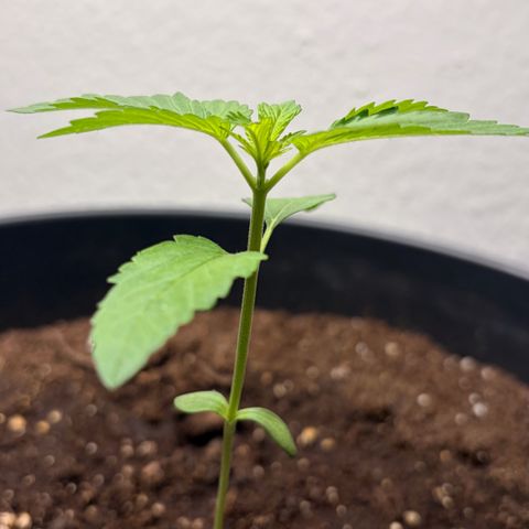 Special Kush 1 growlog photo: Wird langsam