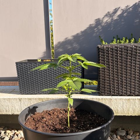 Special Kush 1 growlog timeline photo