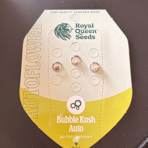 Bubble Kush Automatic growlog timeline photo