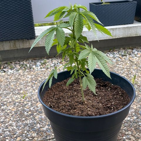 Special Kush 1 growlog photo: Getoppt heute