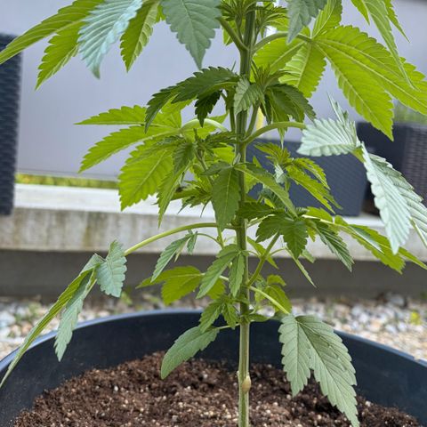 Special Kush 1 growlog photo: Getoppt heute