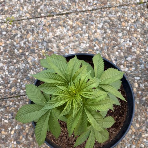Special Kush 1 growlog photo: Getoppt heute