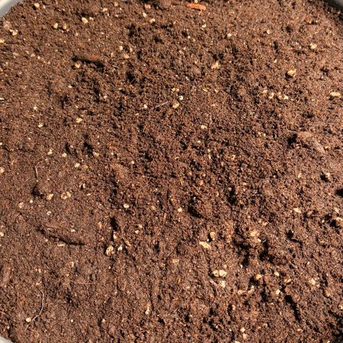 Sherbet Queen Automatic growlog photo: Heute eingepflanzt. Samen hat schon leichte wurzel gebildet also ab in die erde