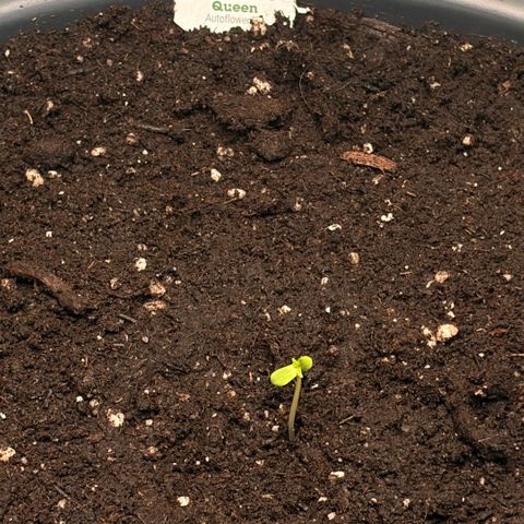 Sherbet Queen Automatic growlog timeline photo