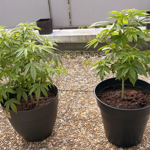 Special Kush 1 growlog timeline photo