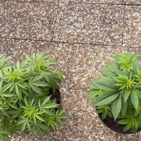 Special Kush 1 growlog timeline photo
