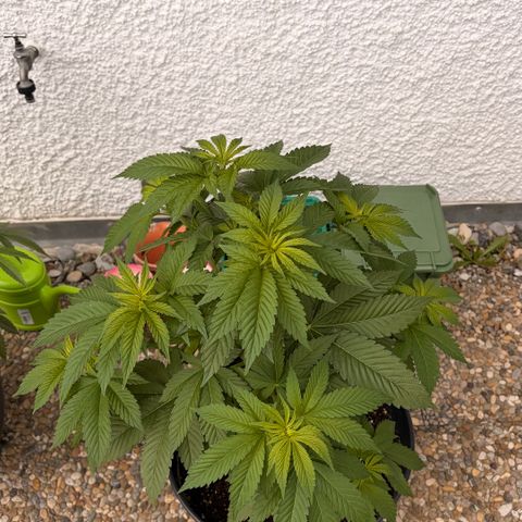 Special Kush 1 growlog timeline photo