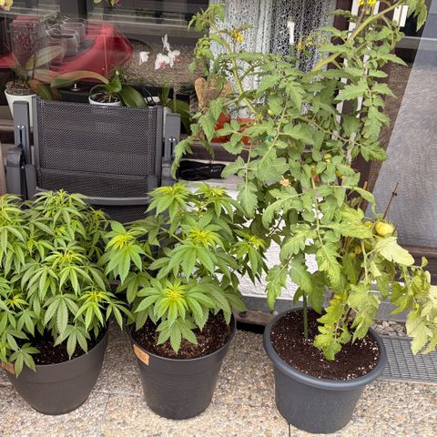 Special Kush 1 growlog timeline photo