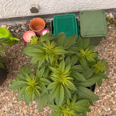 Special Kush 1 growlog timeline photo