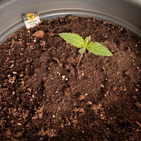 Sherbet Queen Automatic growlog timeline photo