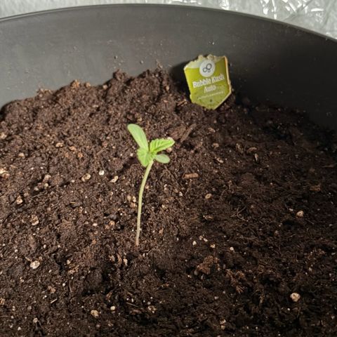 Bubble Kush Automatic growlog timeline photo