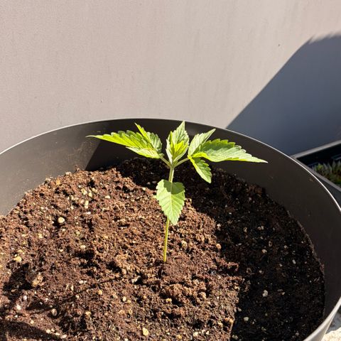 Bubble Kush Automatic growlog timeline photo