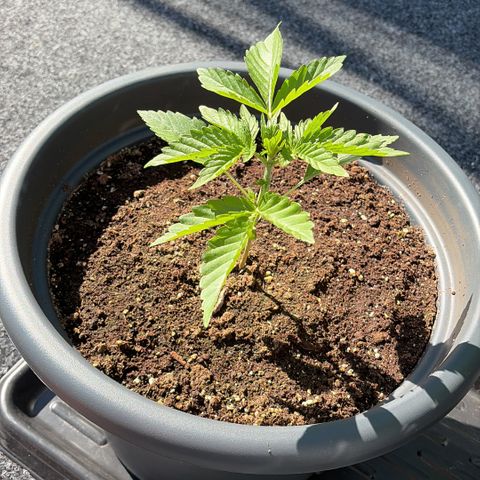Sherbet Queen Automatic growlog timeline photo