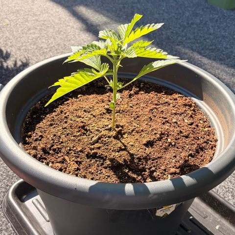 Sherbet Queen Automatic growlog timeline photo
