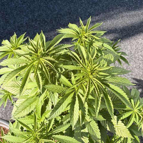 Special Kush 1 growlog timeline photo