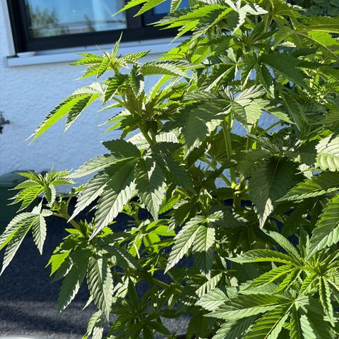 Special Kush 1 growlog timeline photo