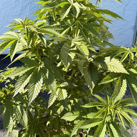 Special Kush 1 growlog timeline photo