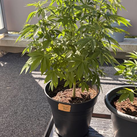 Special Kush 1 growlog timeline photo