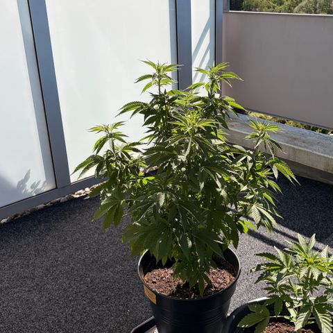 Special Kush 1 growlog timeline photo