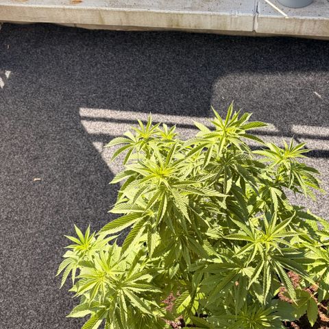 Special Kush 1 growlog timeline photo