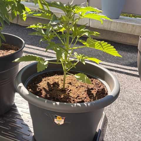 Sherbet Queen Automatic growlog timeline photo