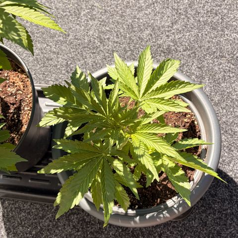 Sherbet Queen Automatic growlog timeline photo