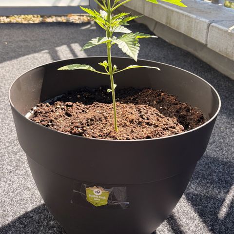 Bubble Kush Automatic growlog timeline photo