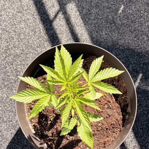 Bubble Kush Automatic growlog timeline photo