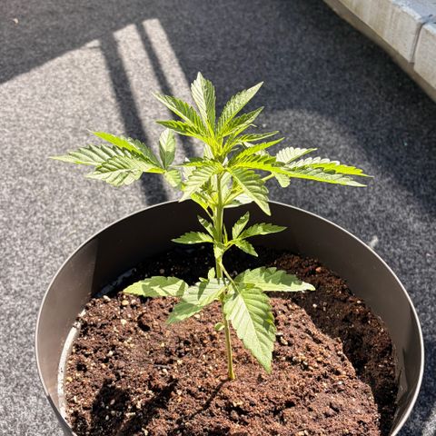 Bubble Kush Automatic growlog timeline photo