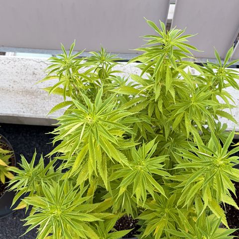 Special Kush 1 growlog timeline photo