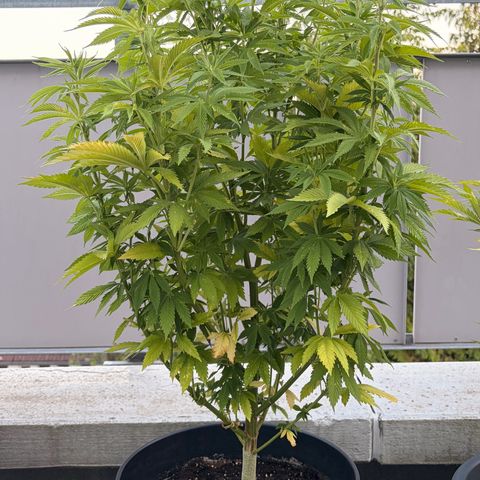 Special Kush 1 growlog timeline photo
