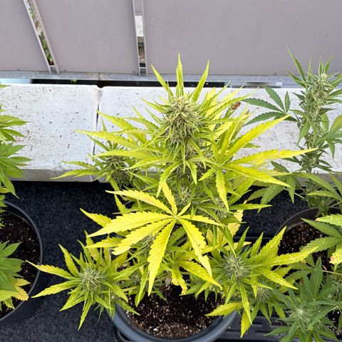 Sherbet Queen Automatic growlog timeline photo
