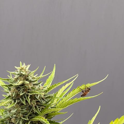 Sherbet Queen Automatic growlog timeline photo