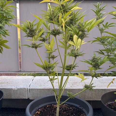 Sherbet Queen Automatic growlog timeline photo