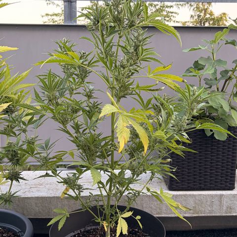 Bubble Kush Automatic growlog timeline photo