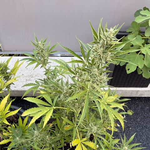 Bubble Kush Automatic growlog timeline photo