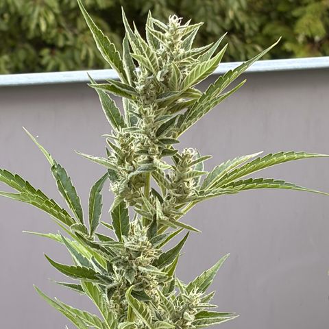 Bubble Kush Automatic growlog timeline photo