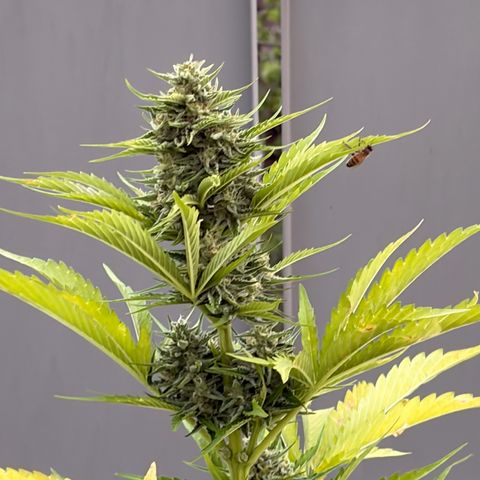 Sherbet Queen Automatic growlog timeline photo