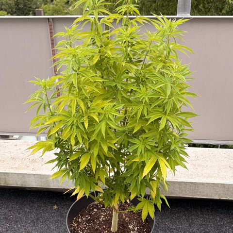Special Kush 1 growlog timeline photo