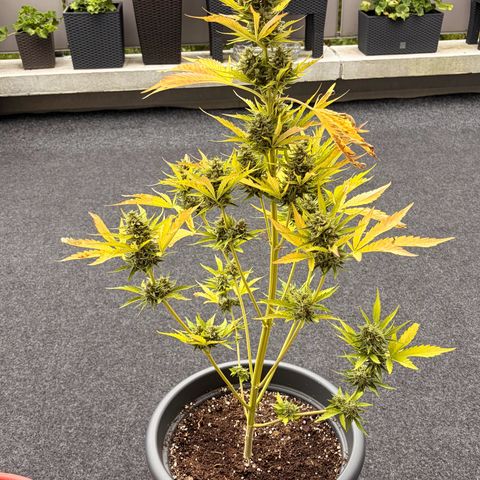 Sherbet Queen Automatic growlog timeline photo