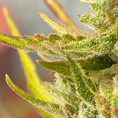 Sherbet Queen Automatic growlog timeline photo