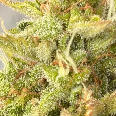Sherbet Queen Automatic growlog timeline photo