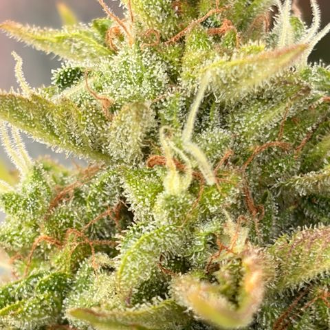 Sherbet Queen Automatic growlog timeline photo